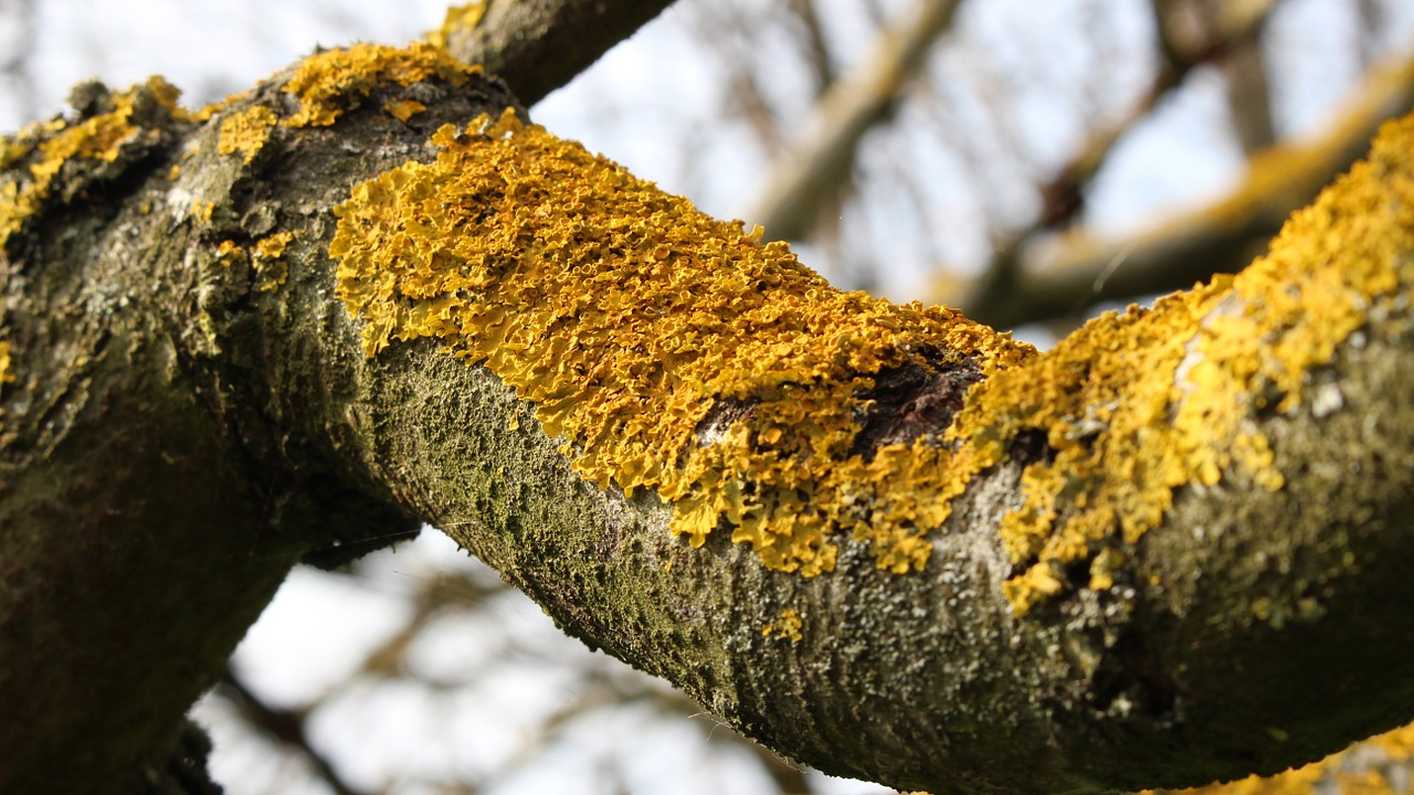 bark lichens tree free photo