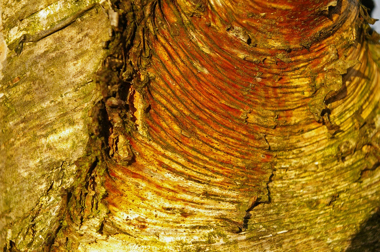 bark tree bark birch free photo