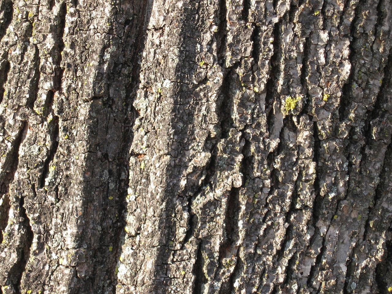 bark tree trunk free photo