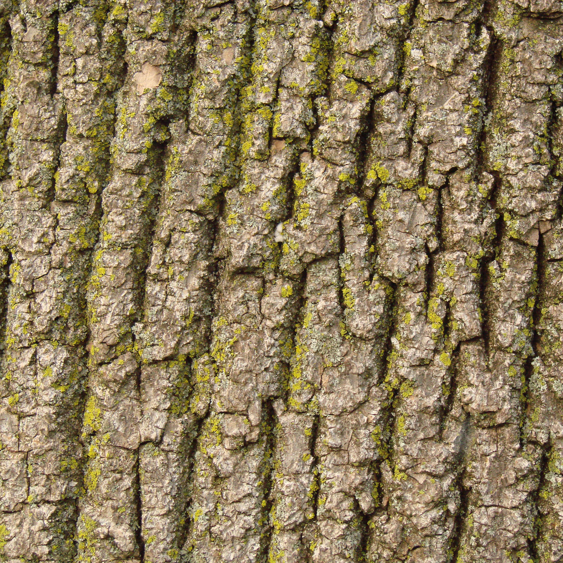 bark moss macro free photo