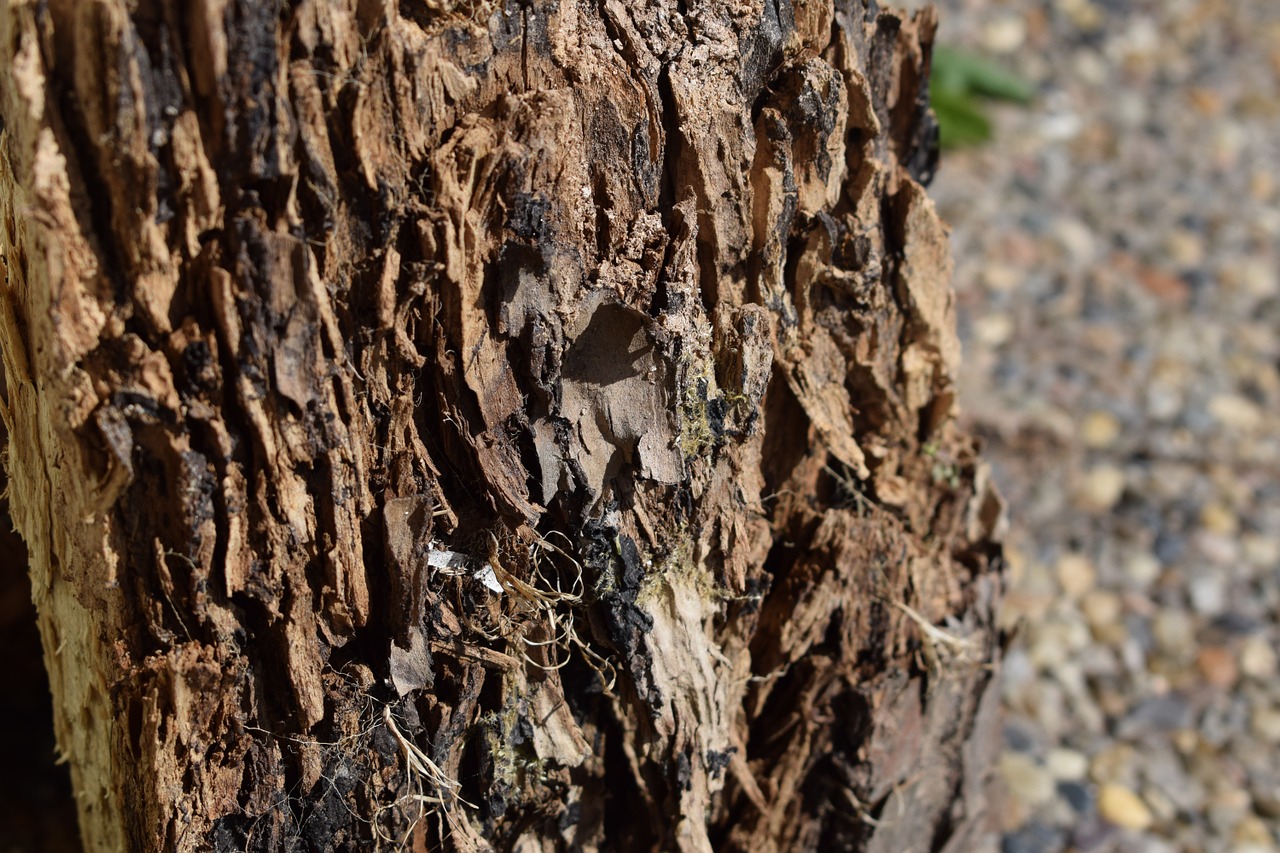 bark wood stump free photo