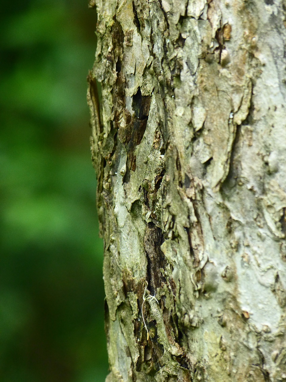 bark tree apple tree free photo