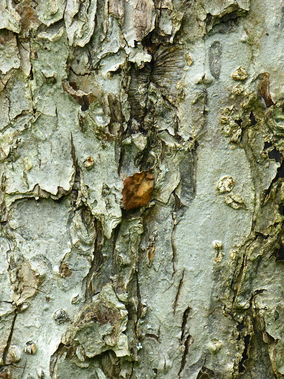 bark tree apple tree free photo