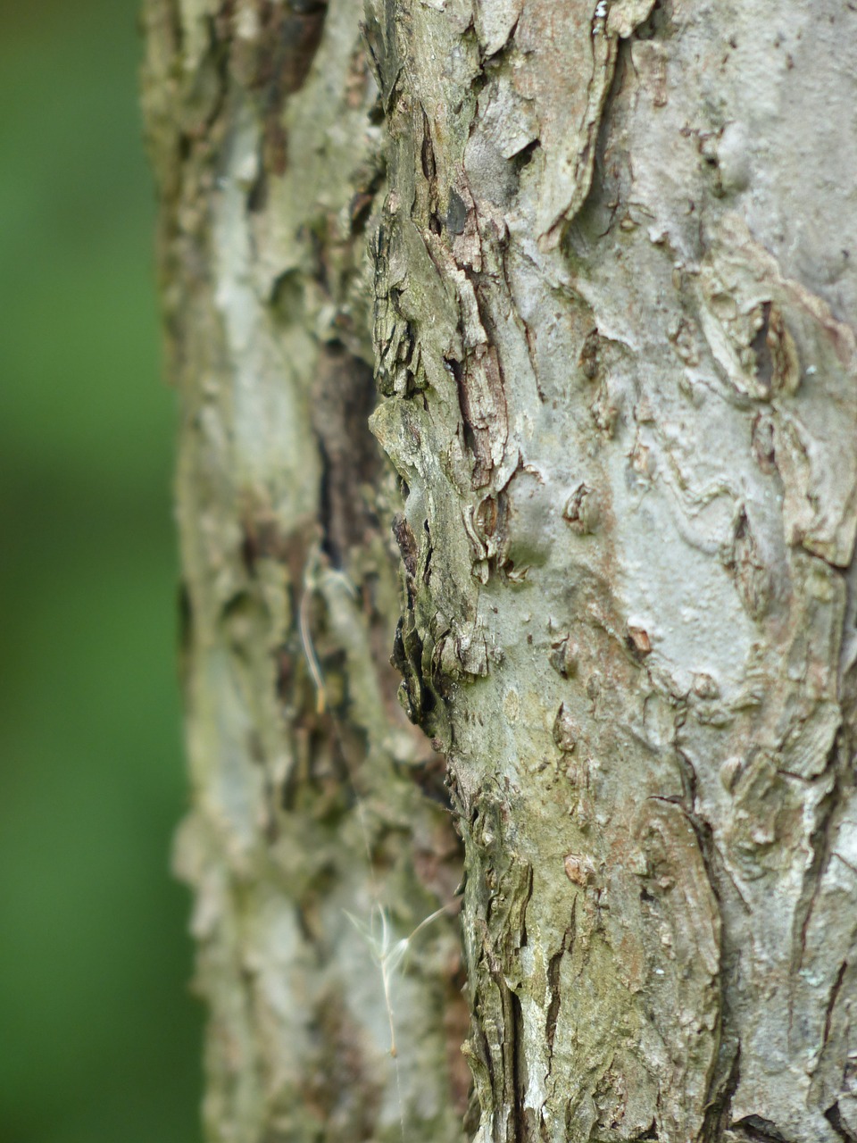 bark tree apple tree free photo