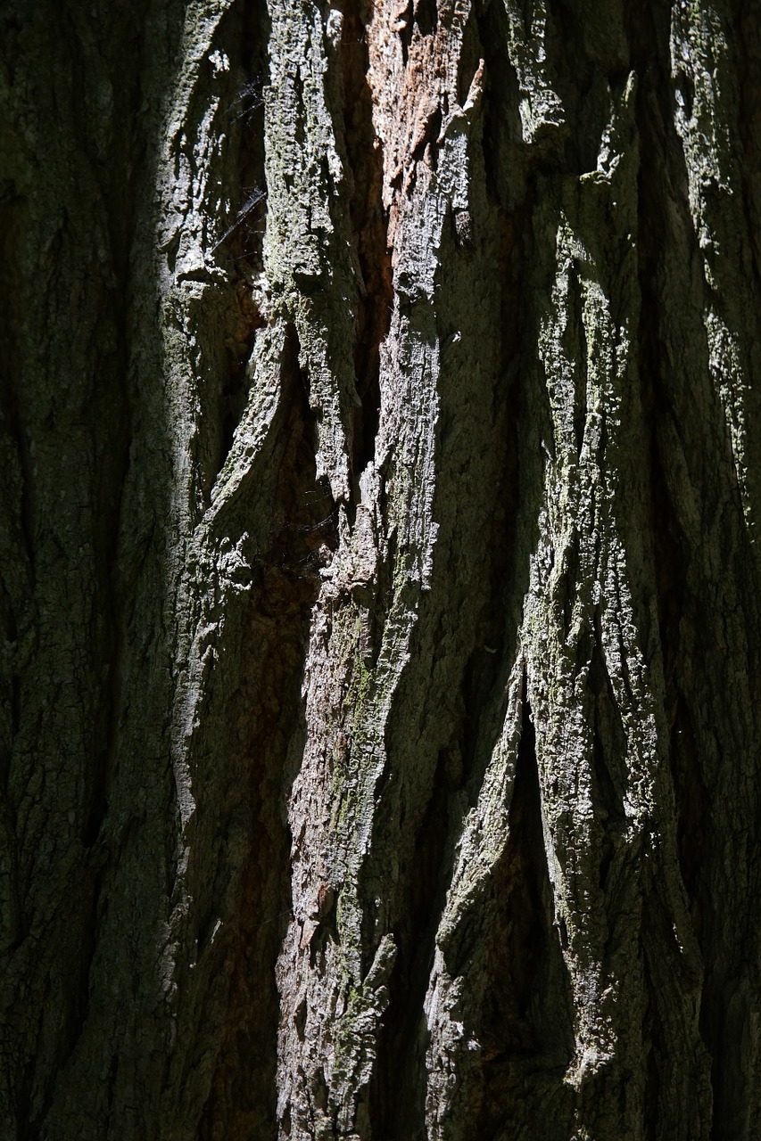 bark log robinia free photo