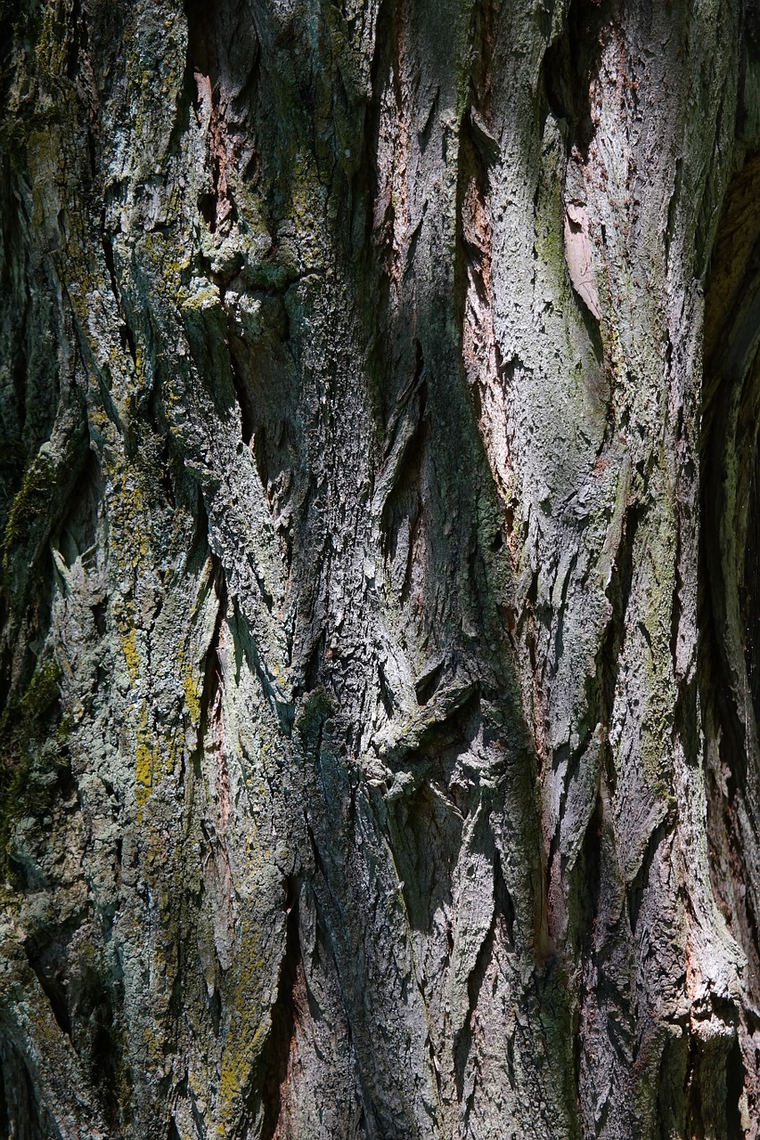bark log robinia free photo