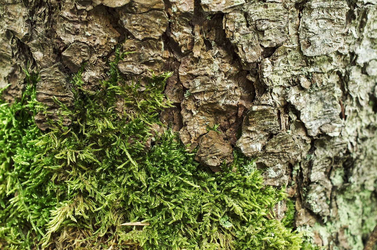 bark tree bark moss free photo