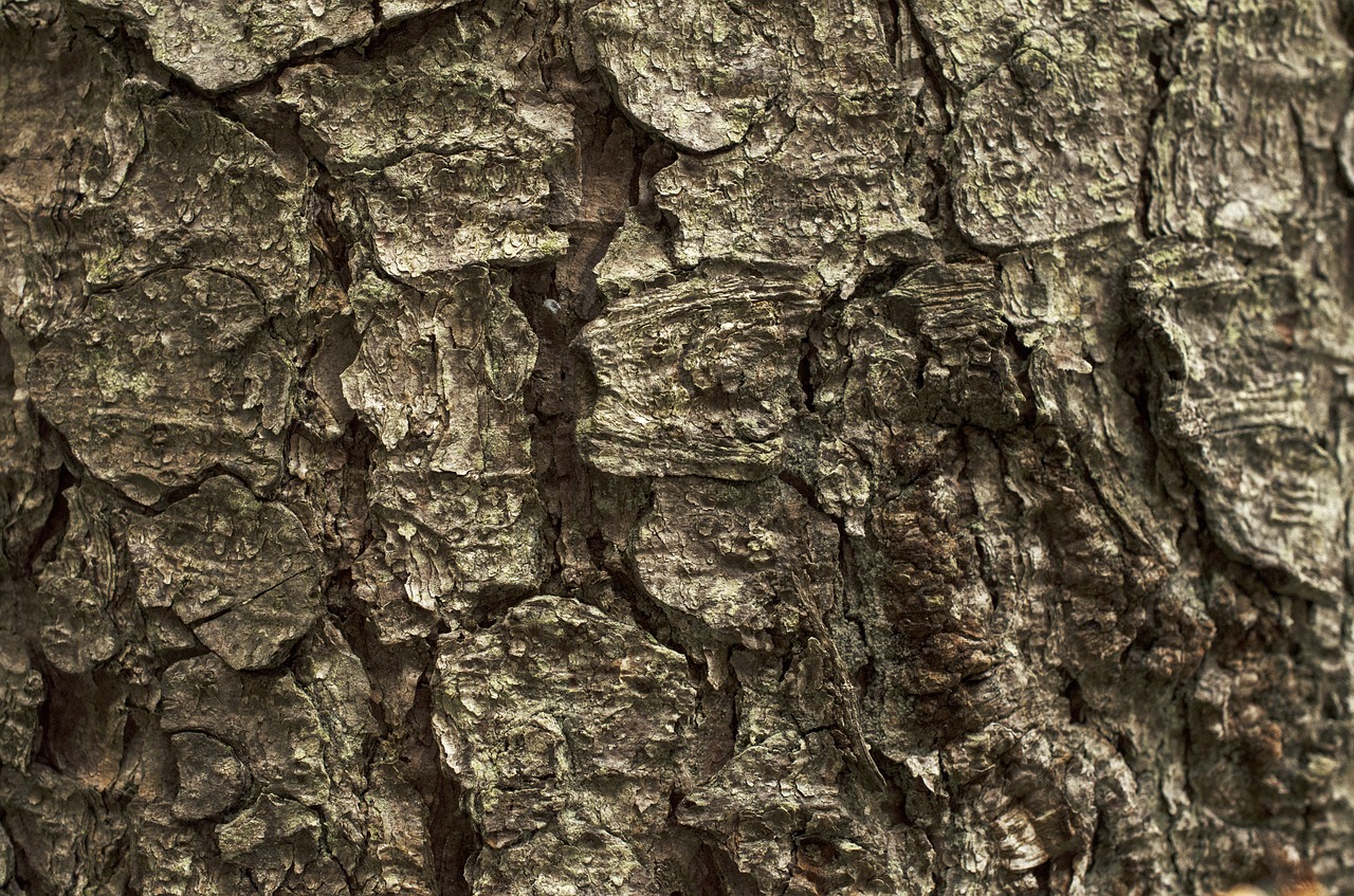 bark tree bark background free photo