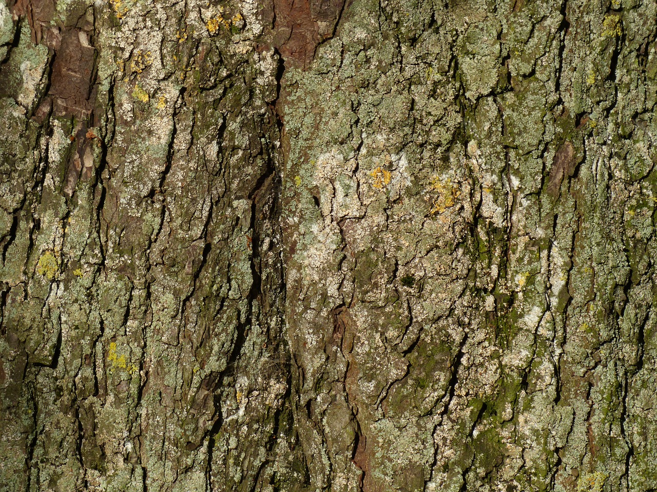 bark tree bark chestnut free photo