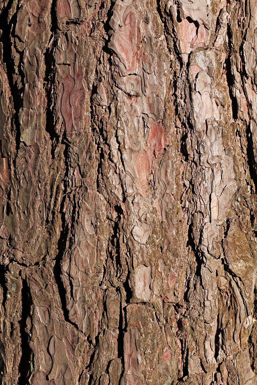 bark pine tree free photo