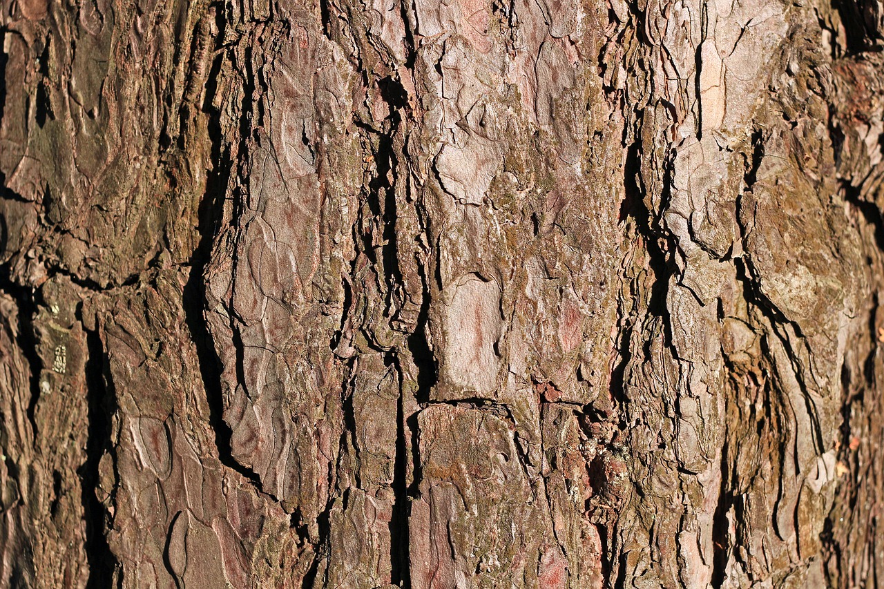 bark pine tree free photo