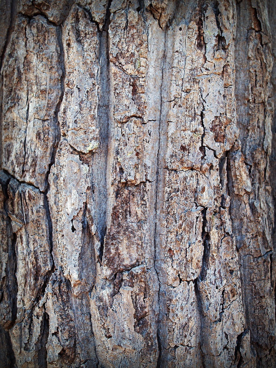 bark tree wood free photo