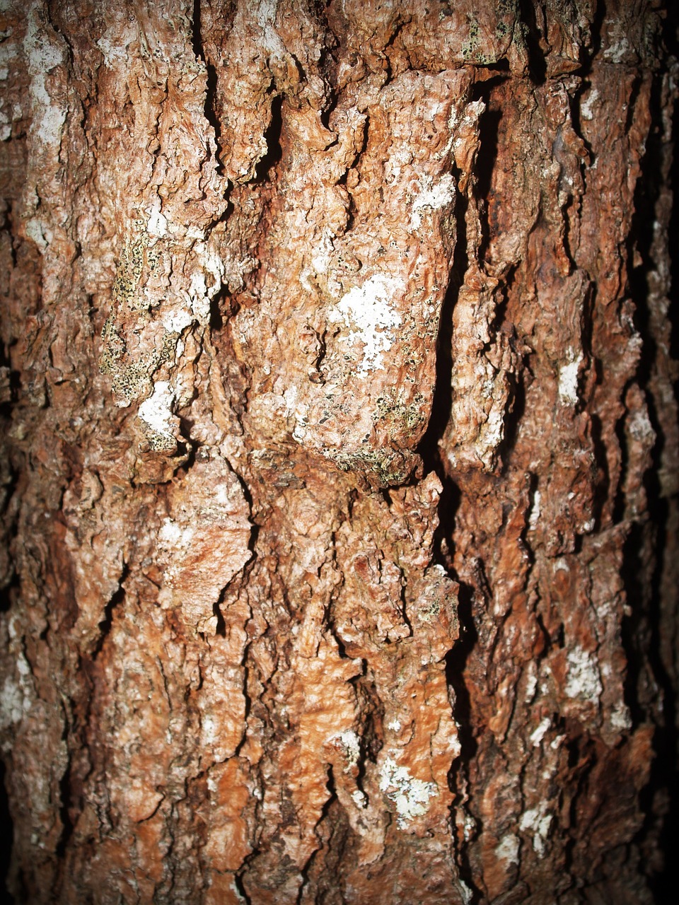 bark tree wood free photo