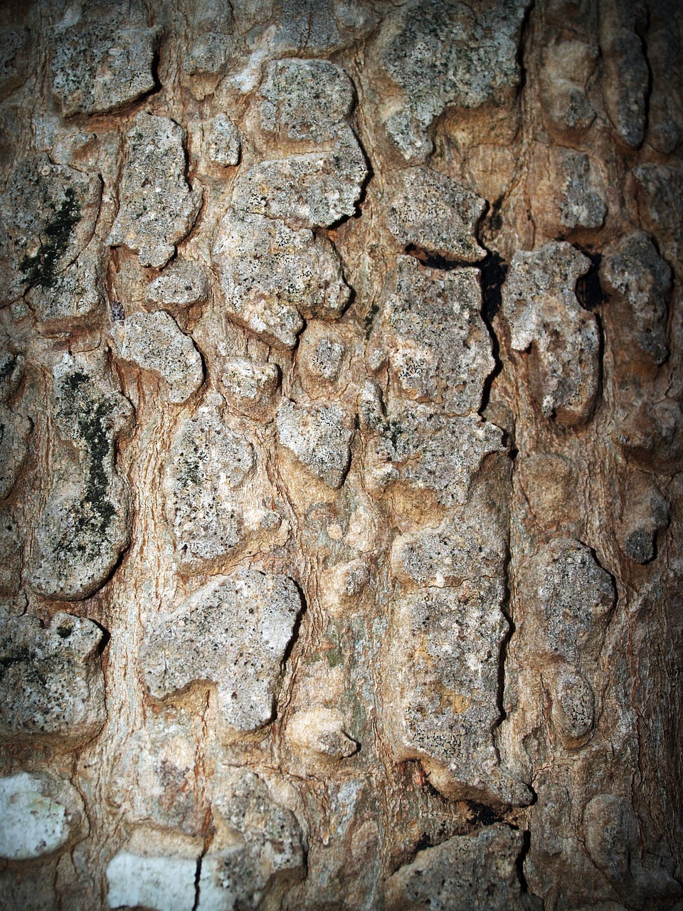 bark tree wood free photo