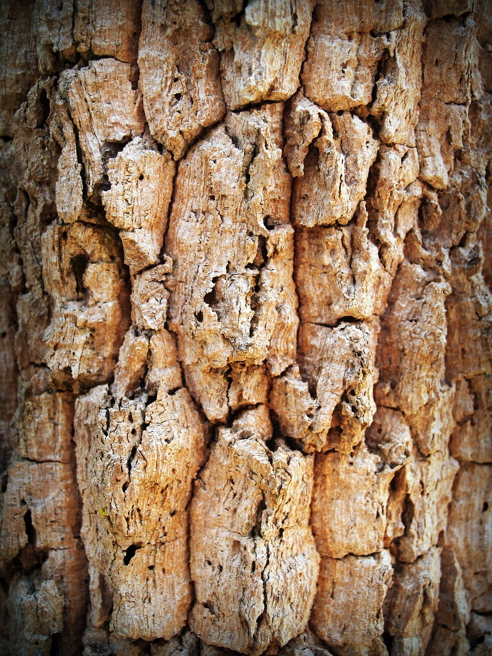 bark tree wood free photo