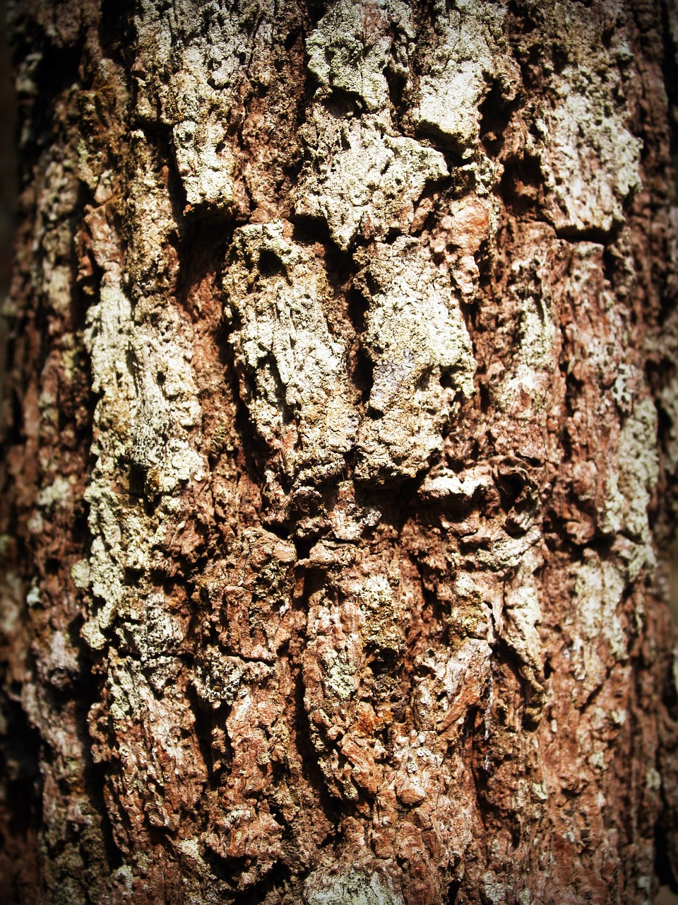 bark tree wood free photo