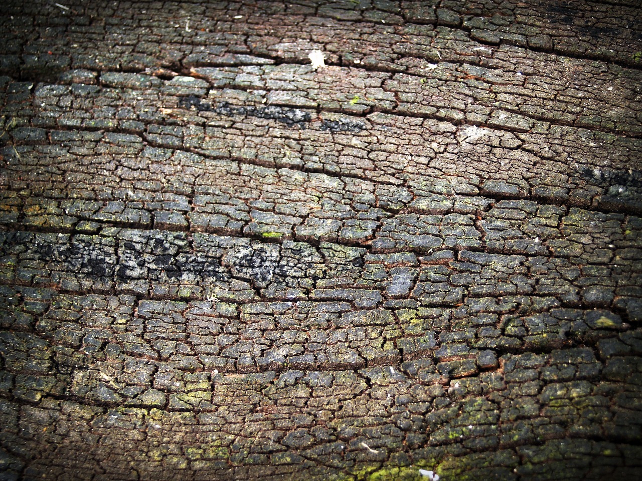 bark tree wood free photo