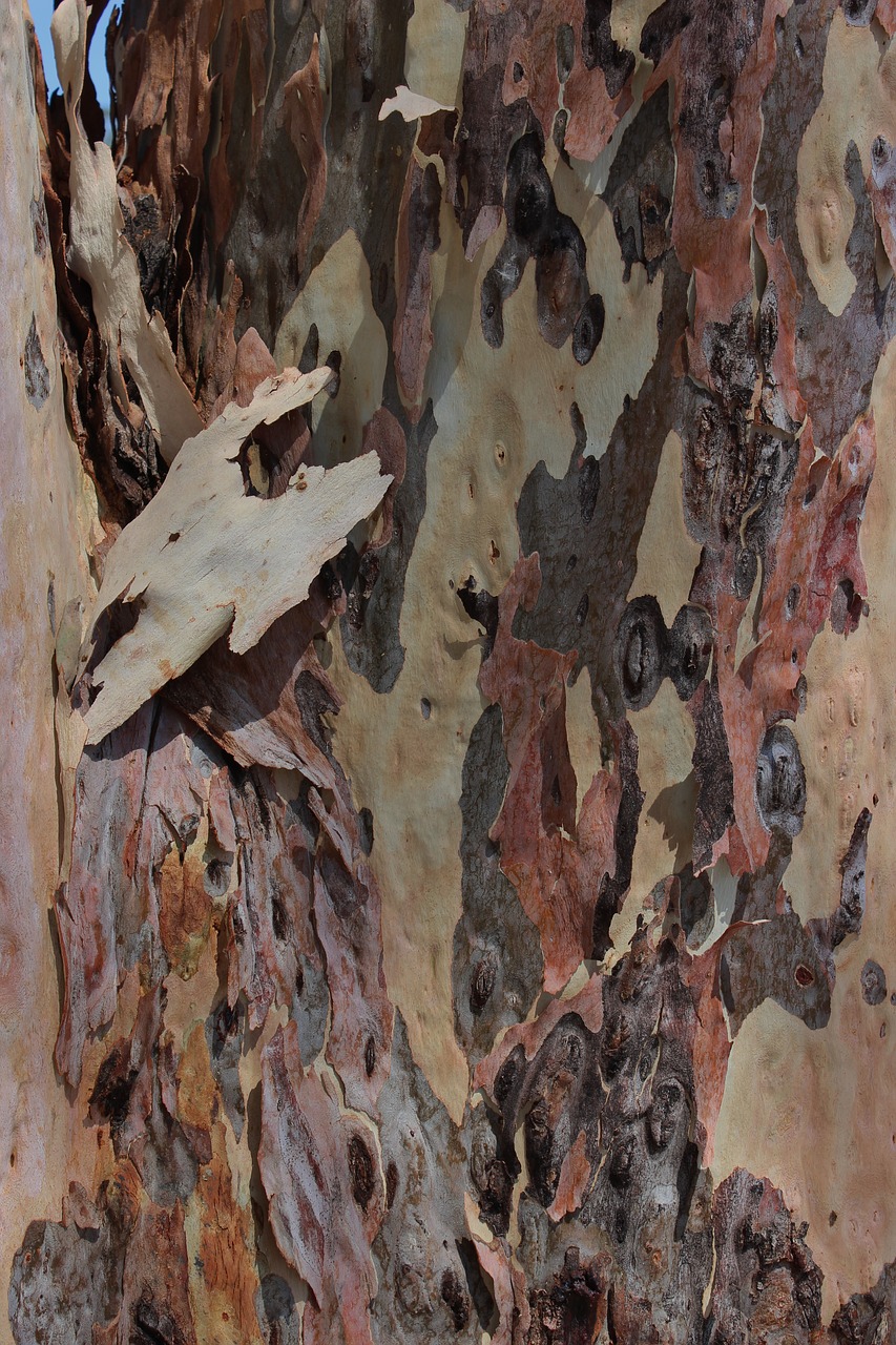 bark wood trunk free photo