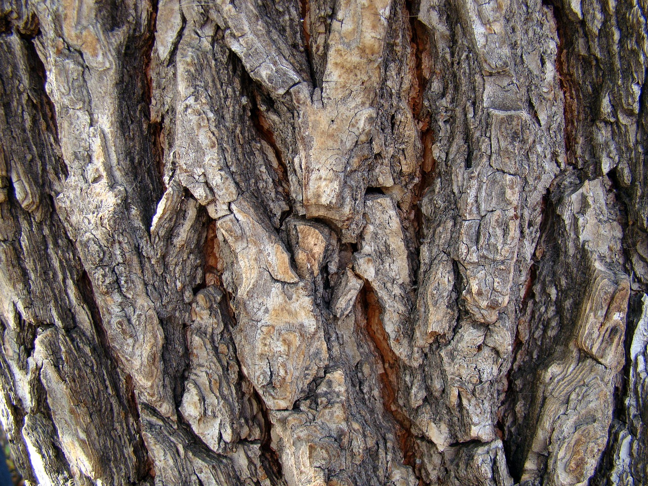 bark tree pine free photo