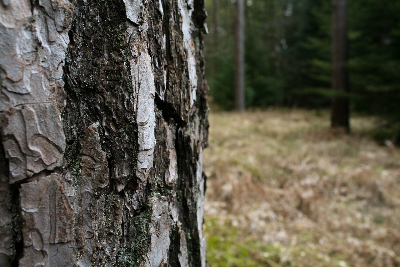 bark tree forest free photo