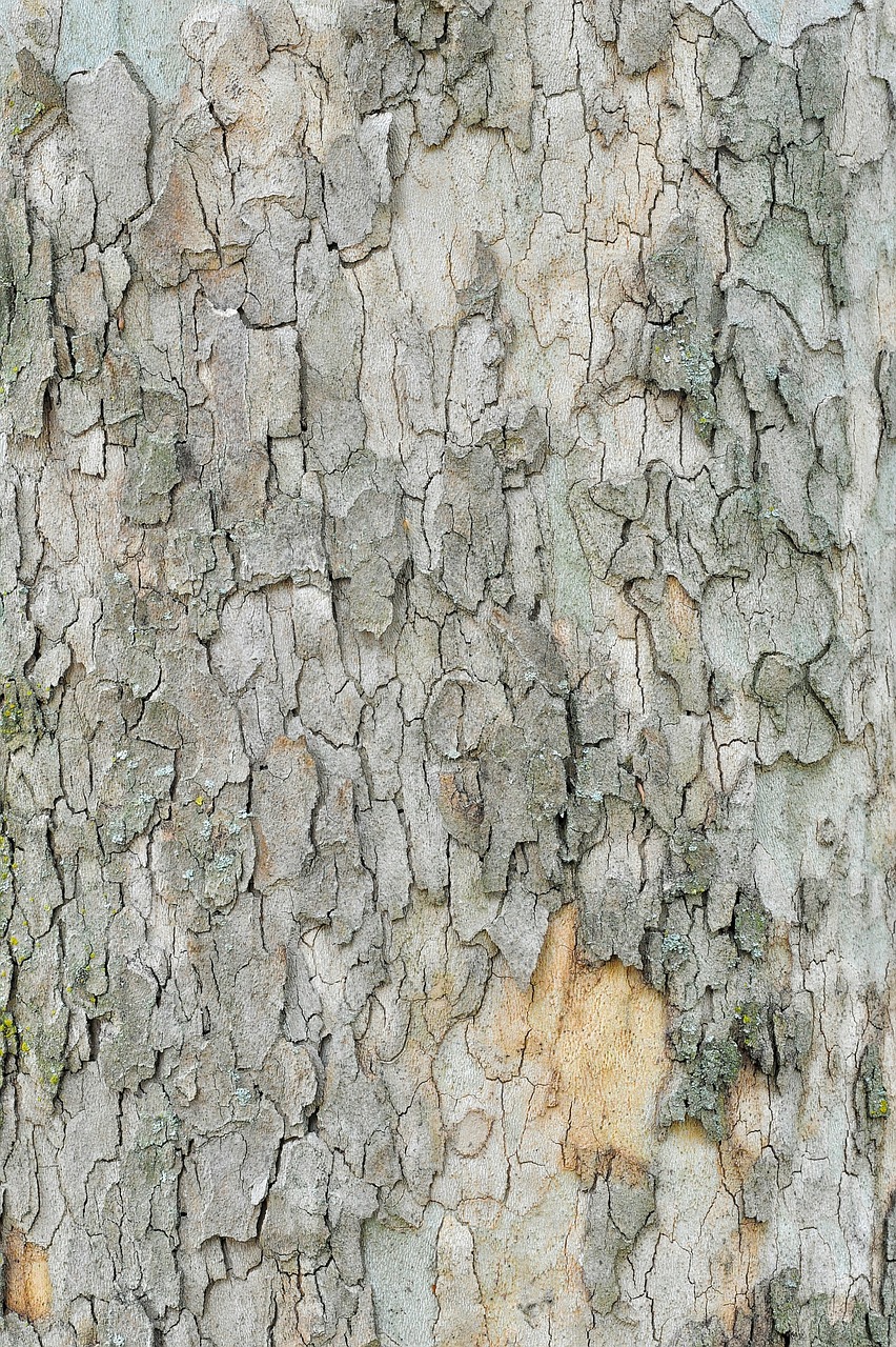 bark tree wood free photo
