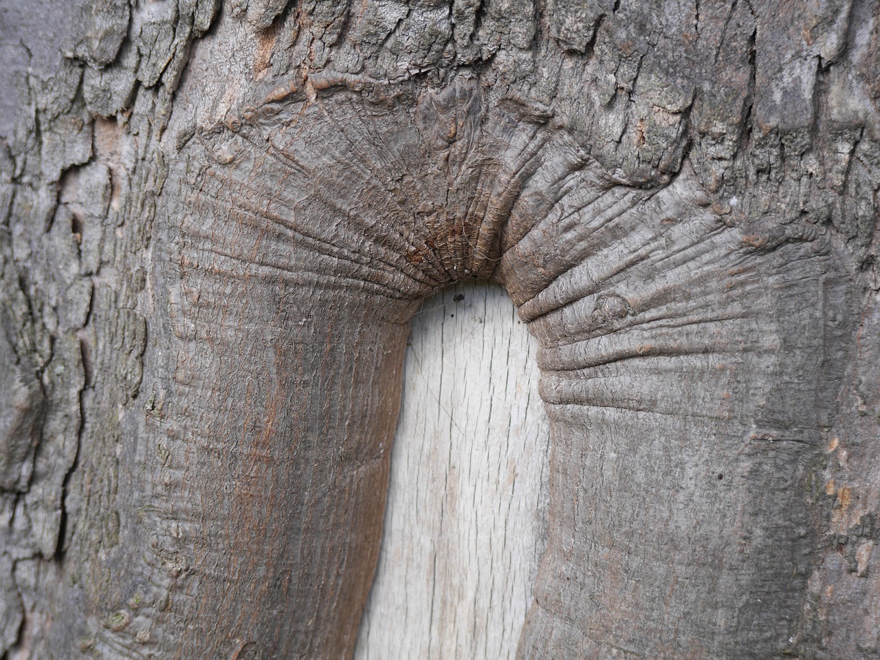 bark tree trunk free photo