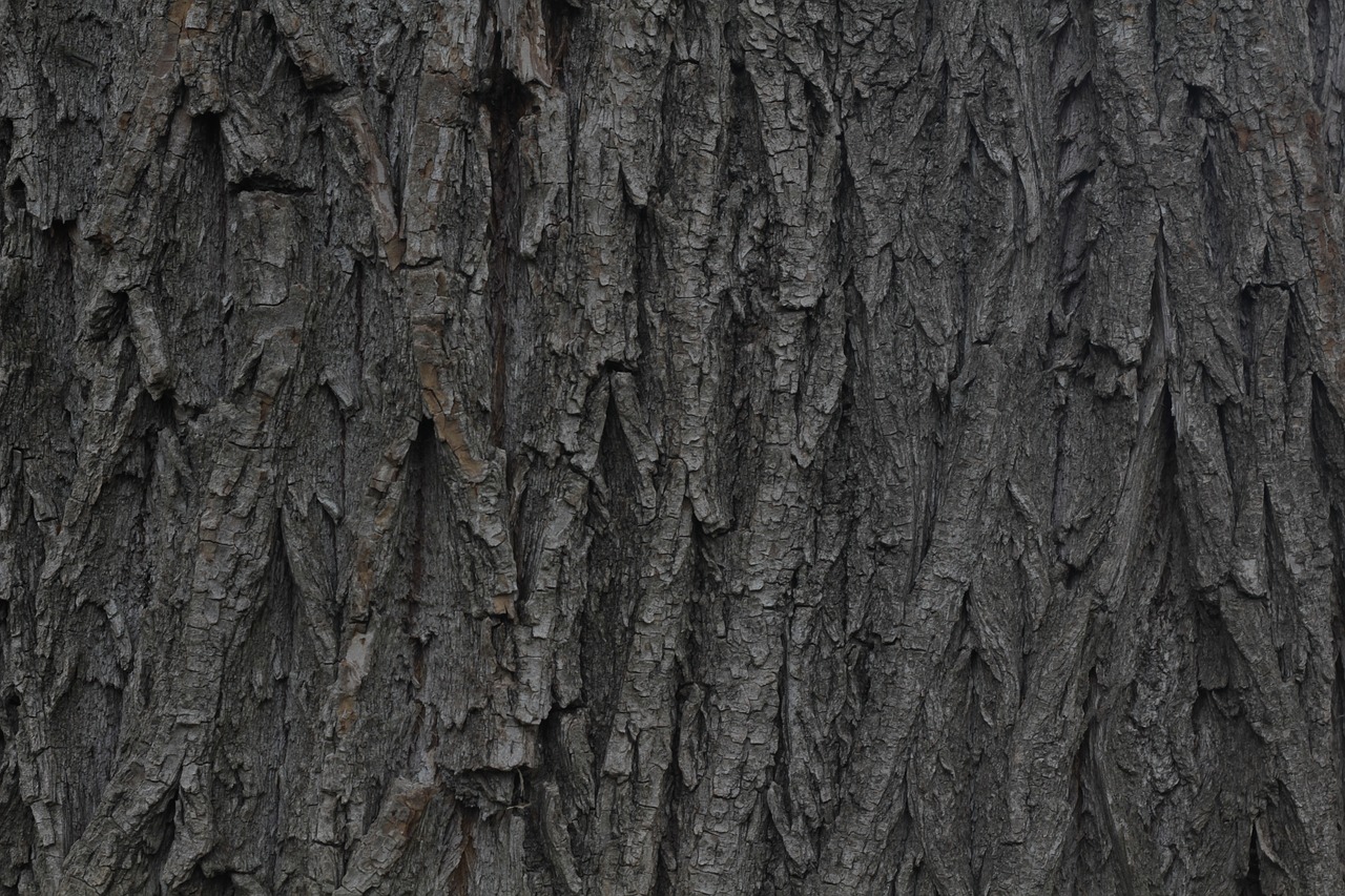 bark wood willow free photo