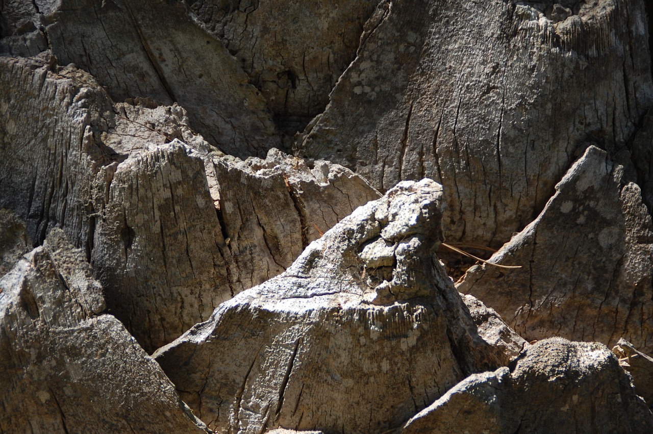 bark palm tree bark tree free photo