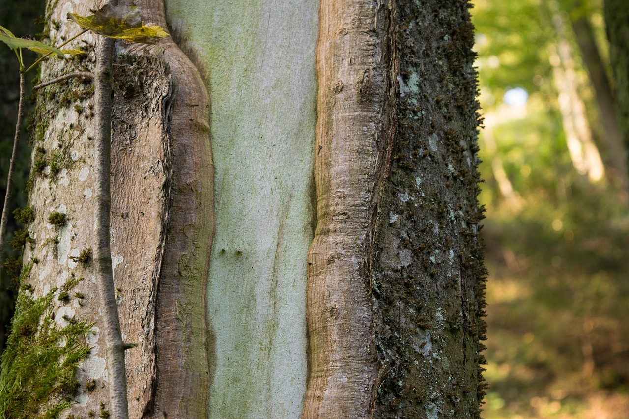 bark tree tribe free photo