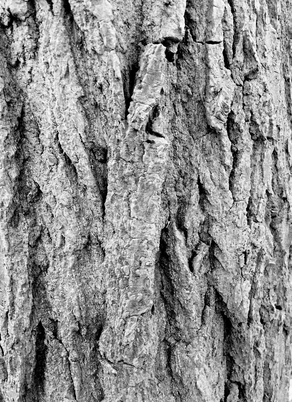 bark forest tree free photo