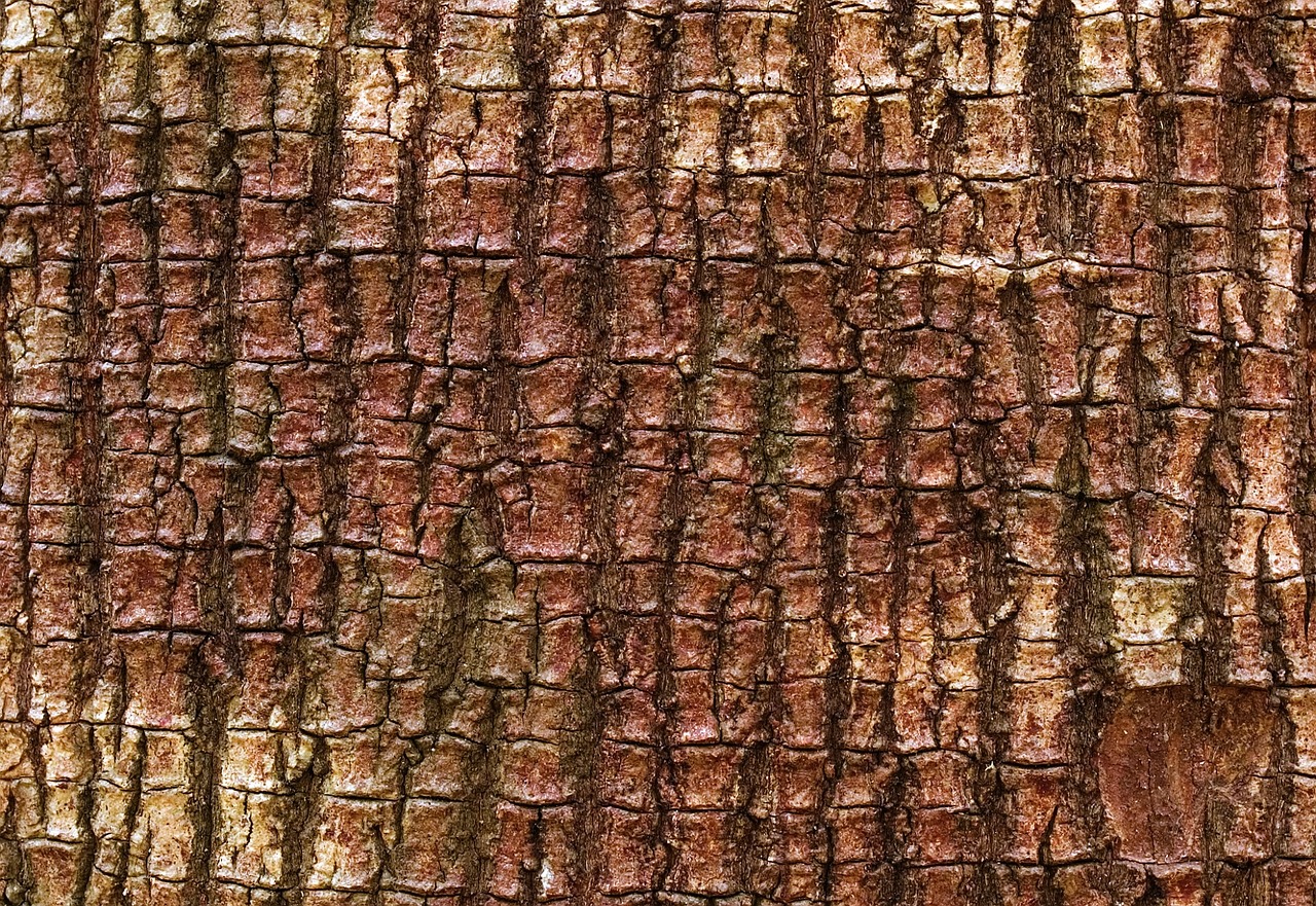 bark tree mastic free photo