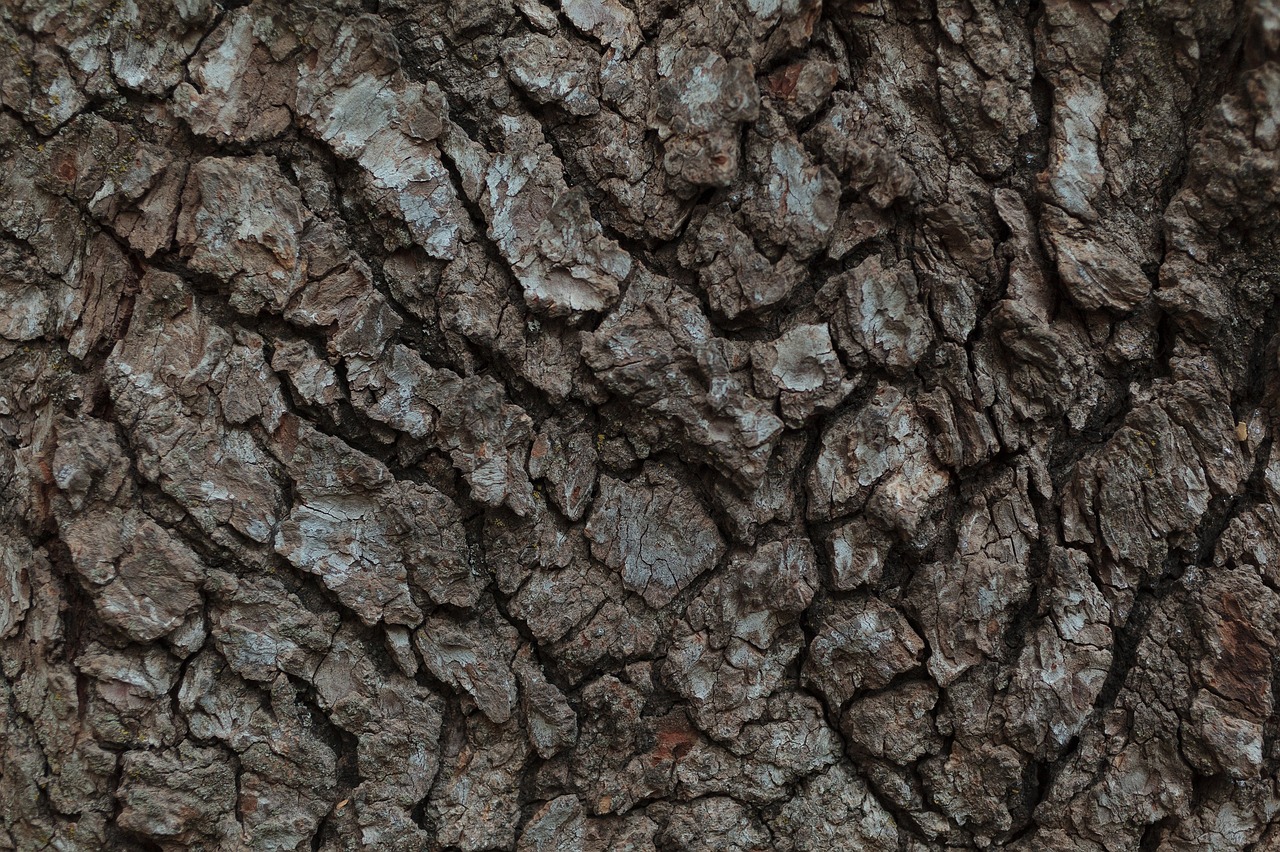 bark tree rugged free photo