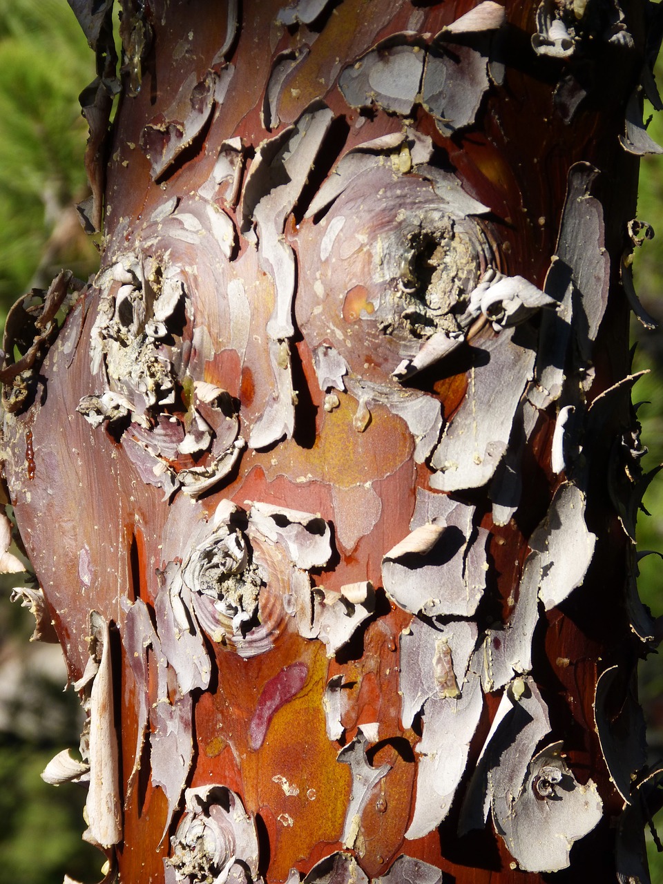 bark cypress peel free photo