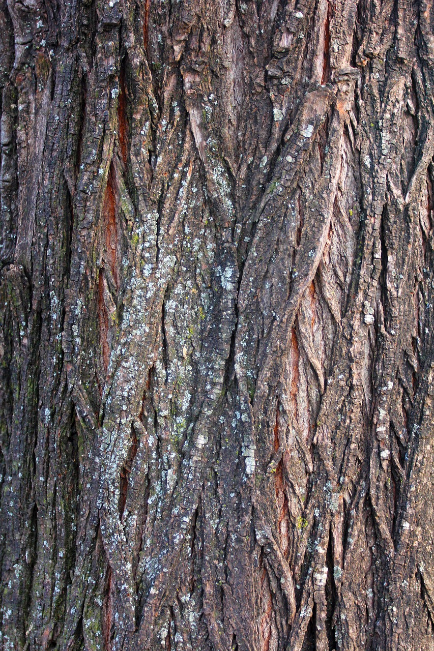 bark tree wood free photo