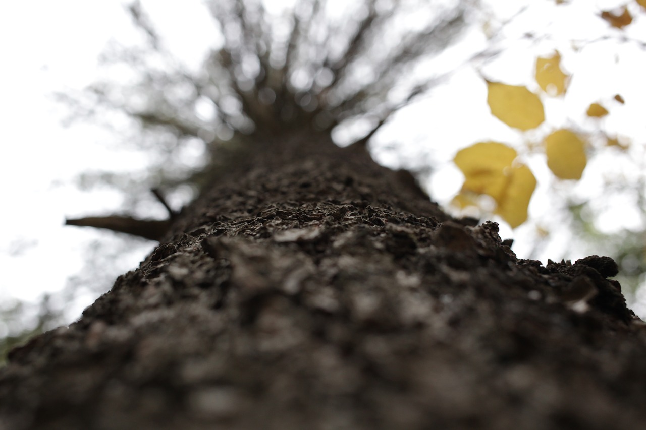 bark tree brown free photo