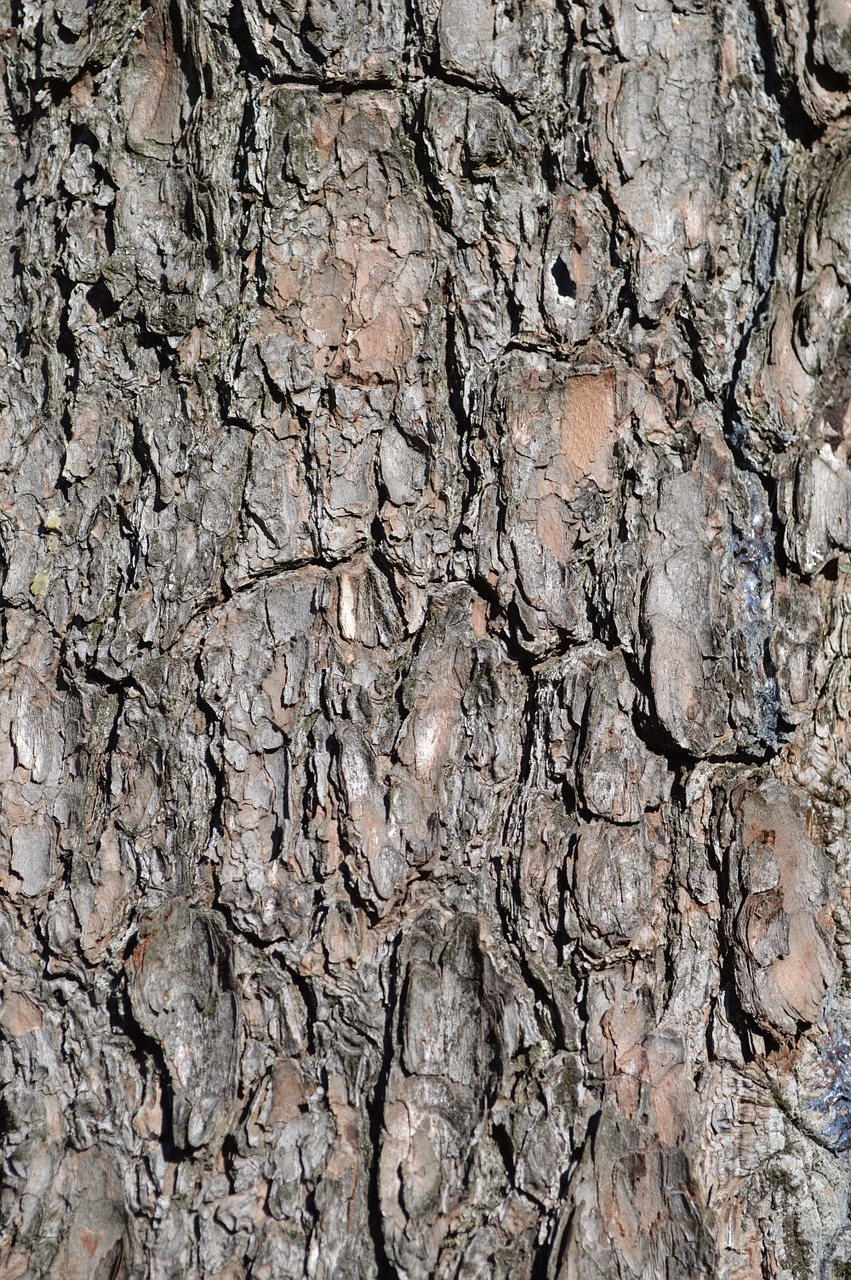 bark tree texture free photo