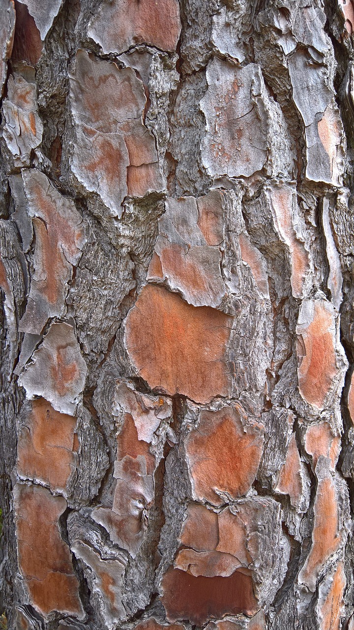 bark structure flake free photo