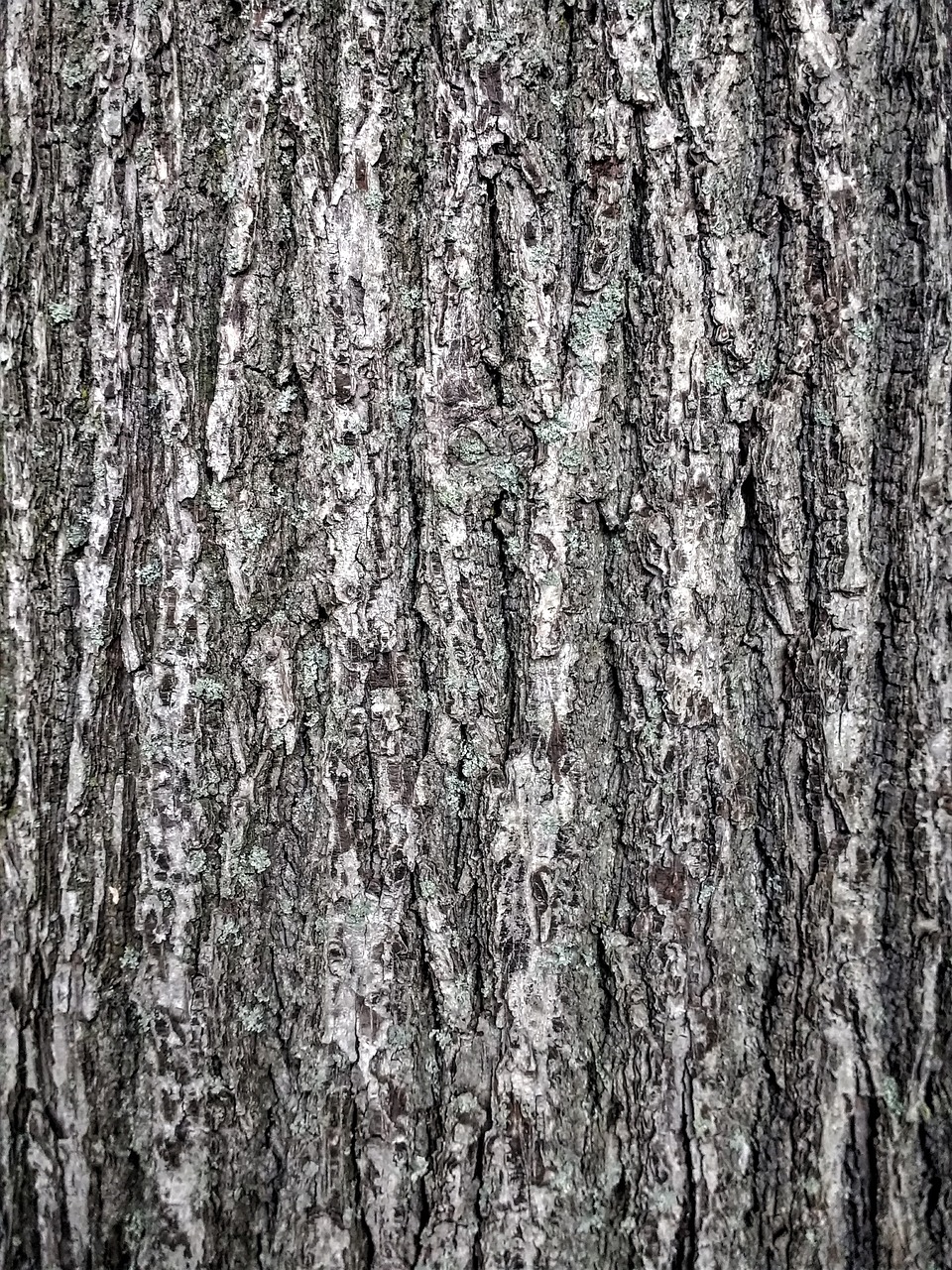 bark tribe tree free photo