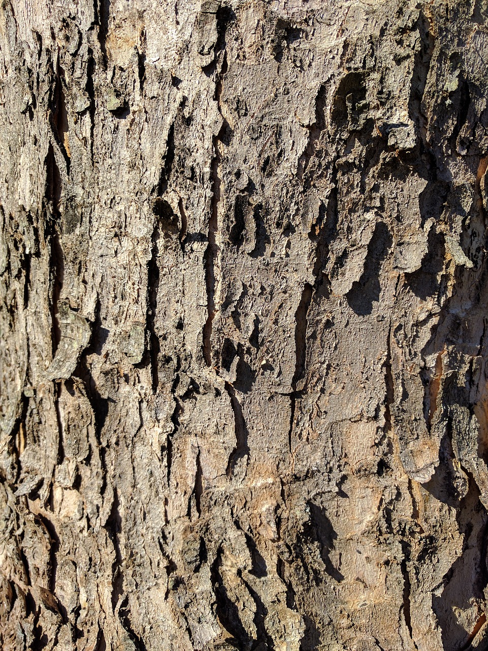 bark tree bark tree free photo