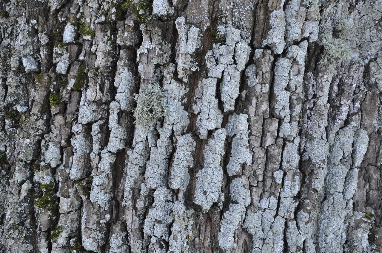 bark tree winter free photo