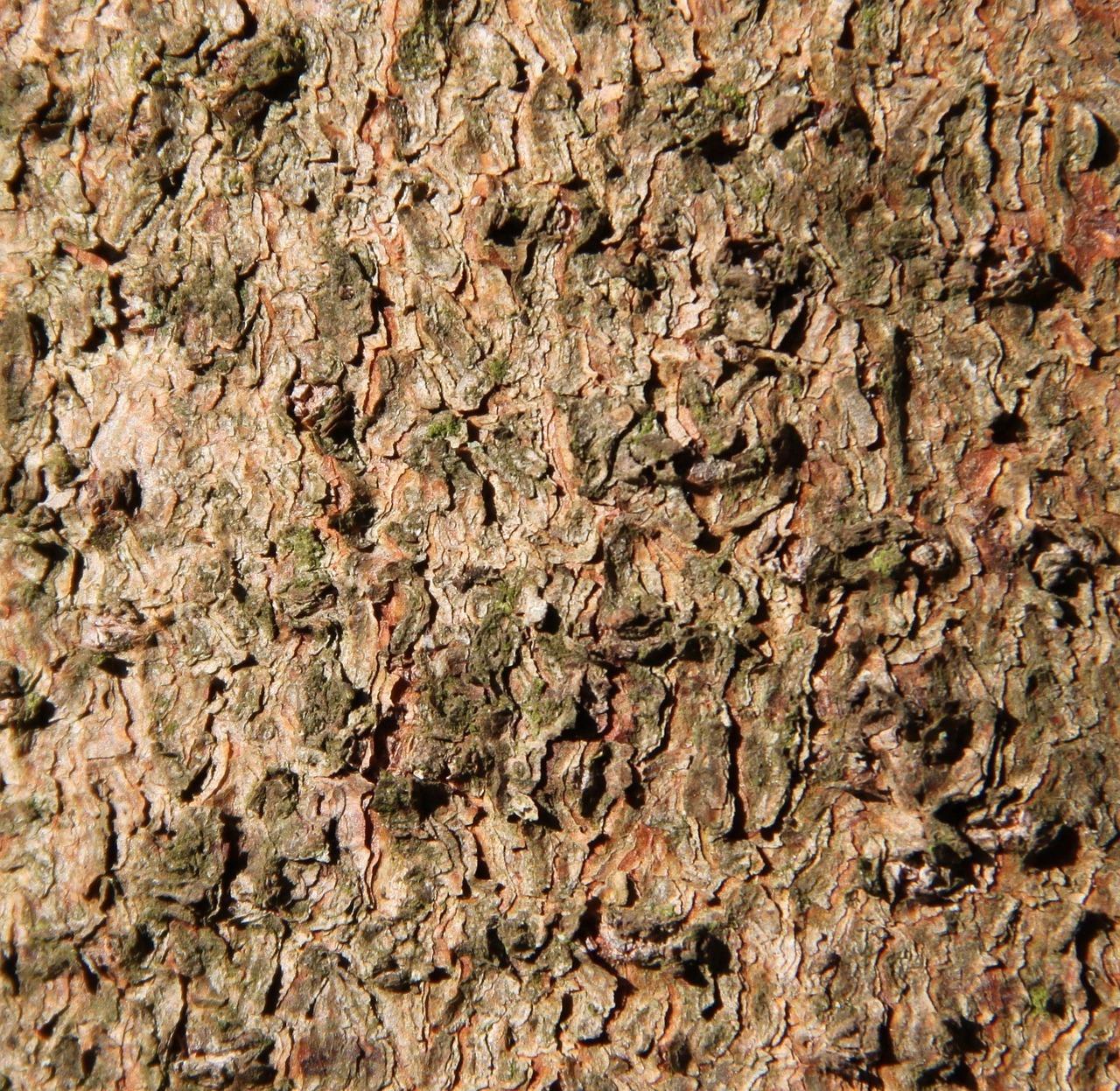 bark wood brown free photo