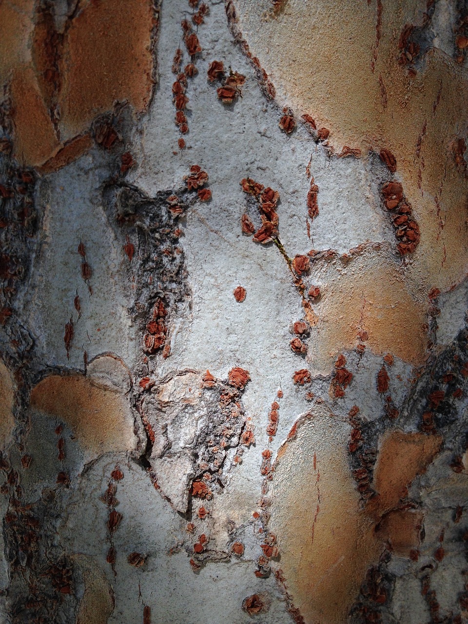 bark texture birch free photo