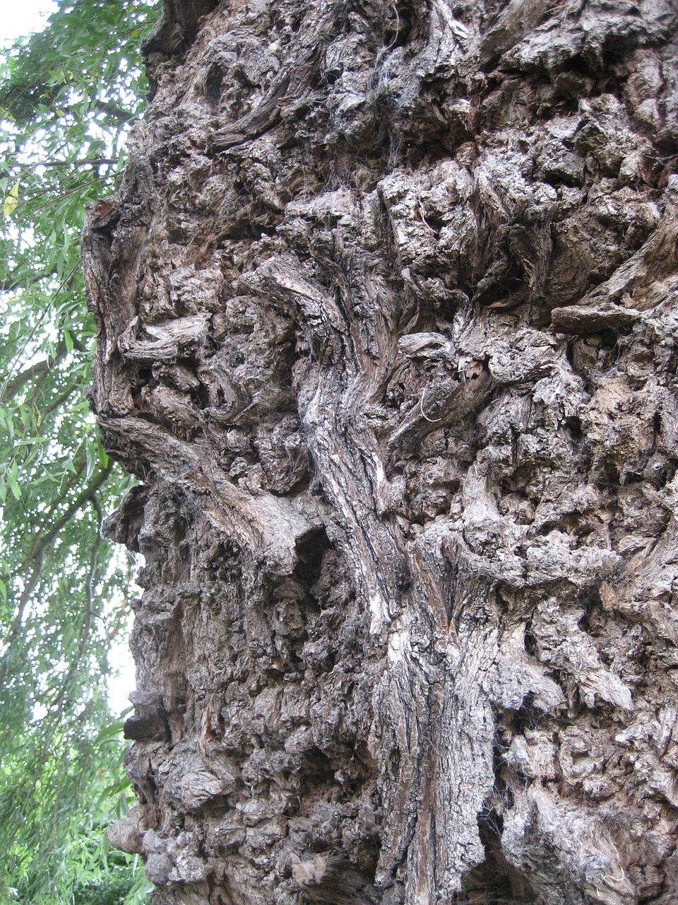 bark texture tree trunk free photo