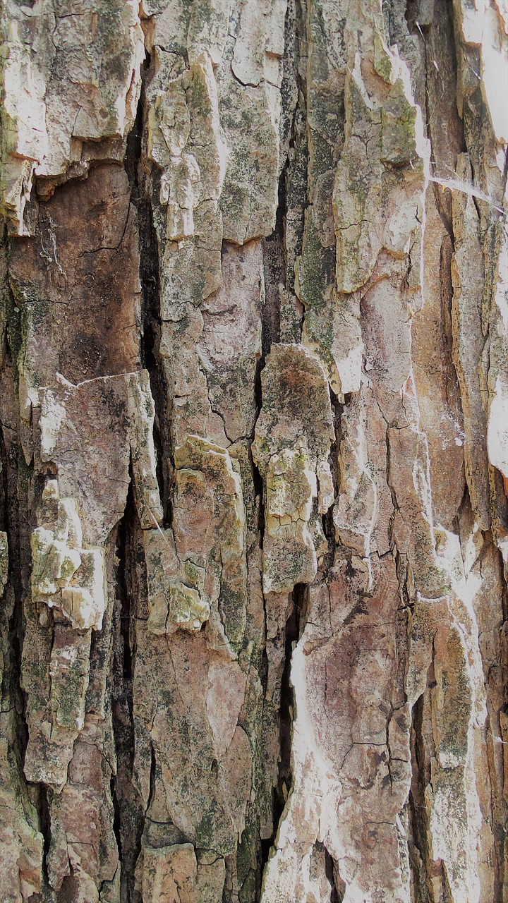 bark tree structure free photo