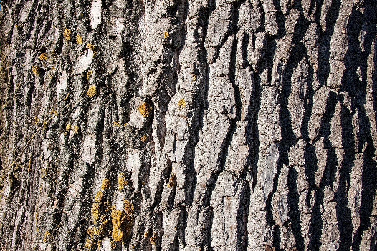 bark tree poplar free photo