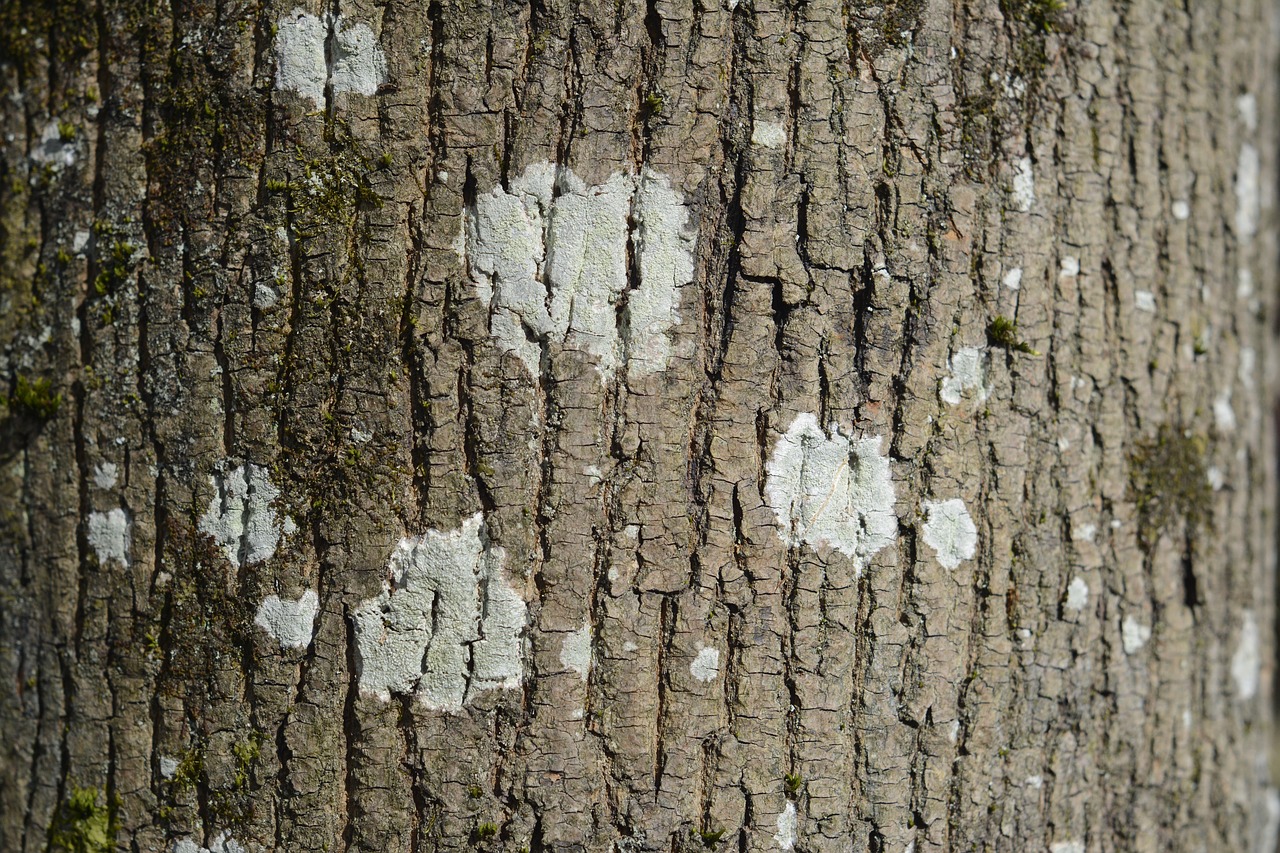 bark trunk trees free photo