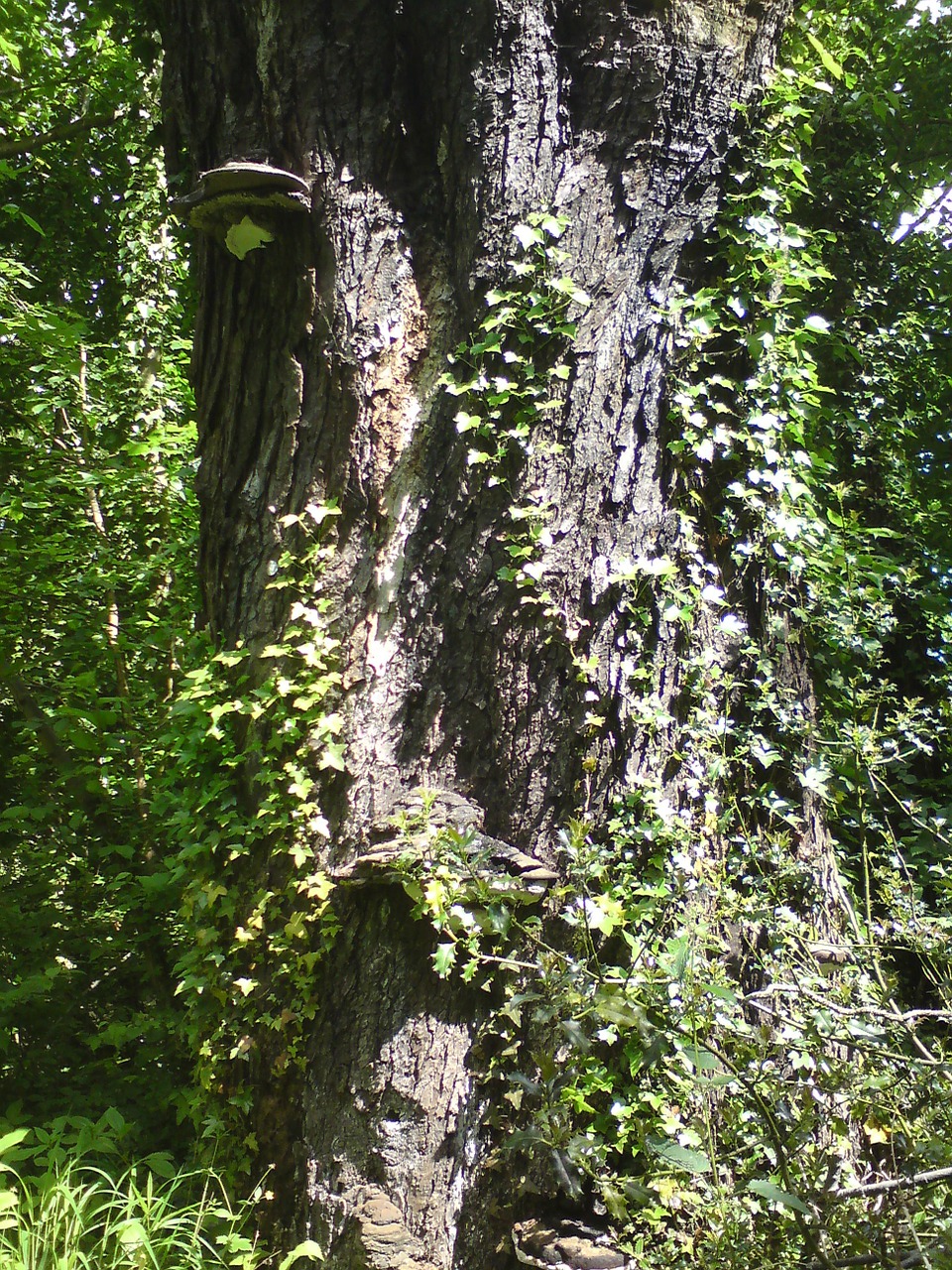 bark ivy tree free photo