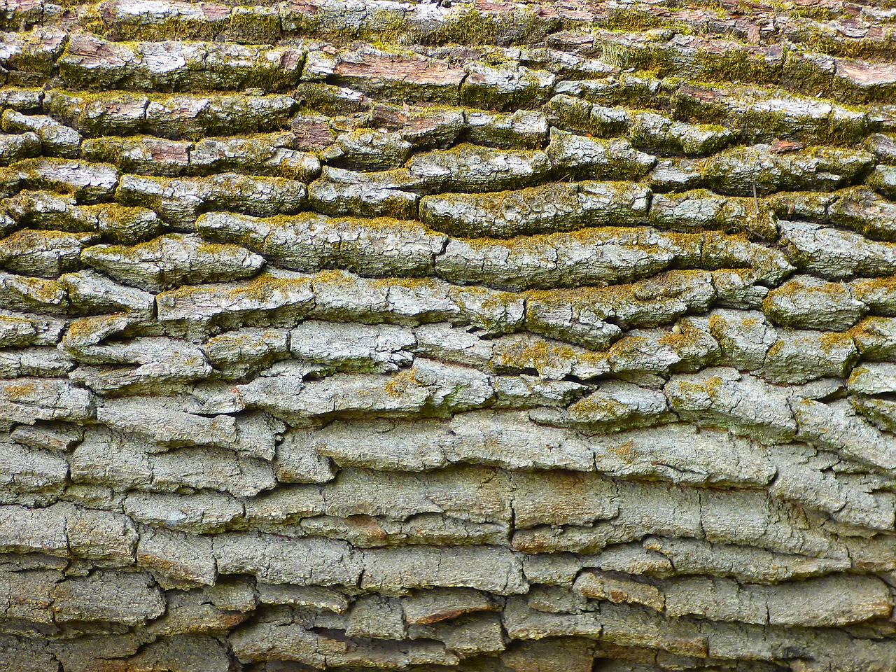 bark nature tree trunk pattern free photo