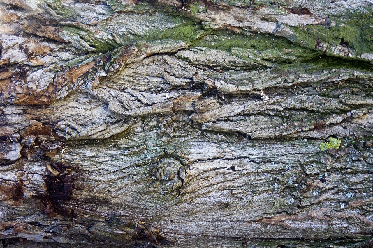 bark tree bark log free photo