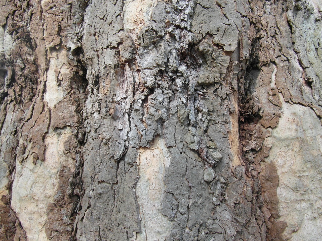 bark log tree bark free photo